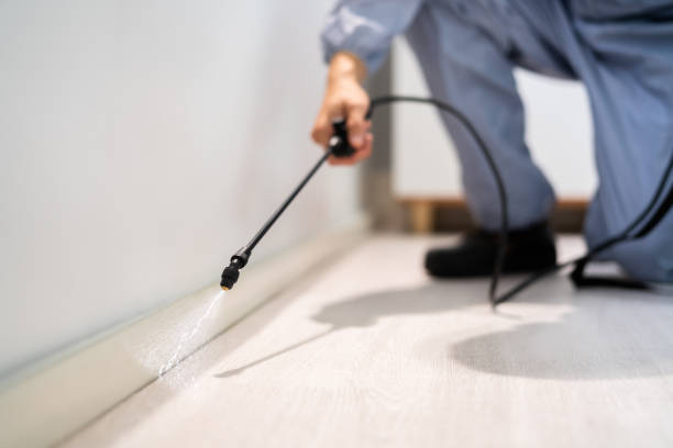 Licensed Termite Control service in Pleasant Hills, MD - Nex Pest Control