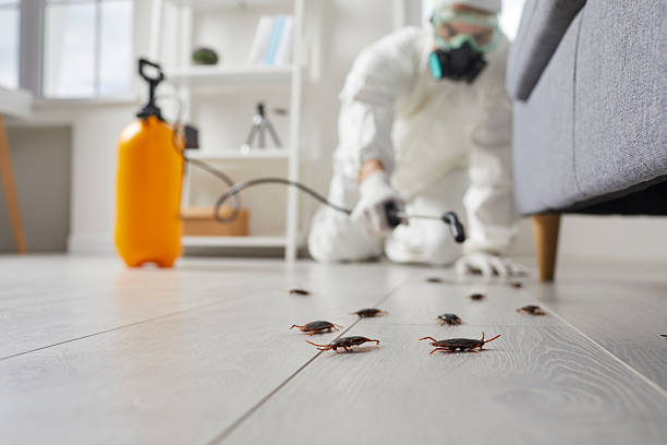 Trusted Rodent Control service in Pleasant Hills, MD - Nex Pest Control